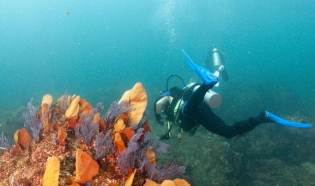 Buceo y vegetacion marina